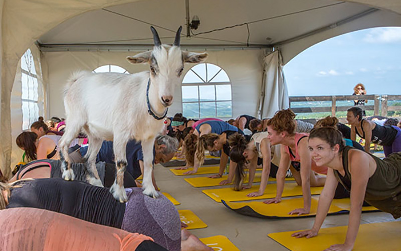 yoga-pose